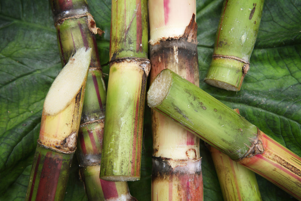 stalks of sugar cane 