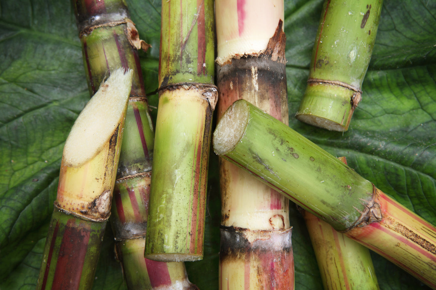 stalks of sugar cane 